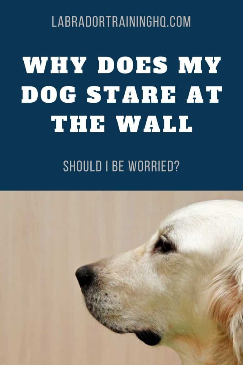 Why Does My Dog Stare At The Wall? - Yellow Dog staring at the wall.