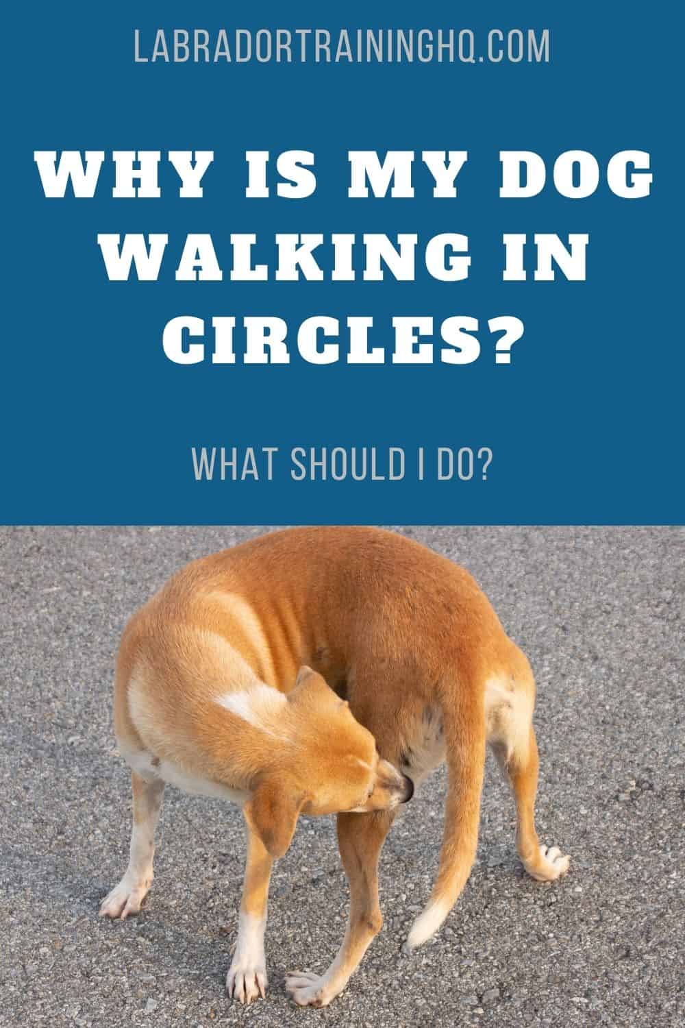 why-is-my-dog-walking-in-circles-what-to-do-about-it-life-dog