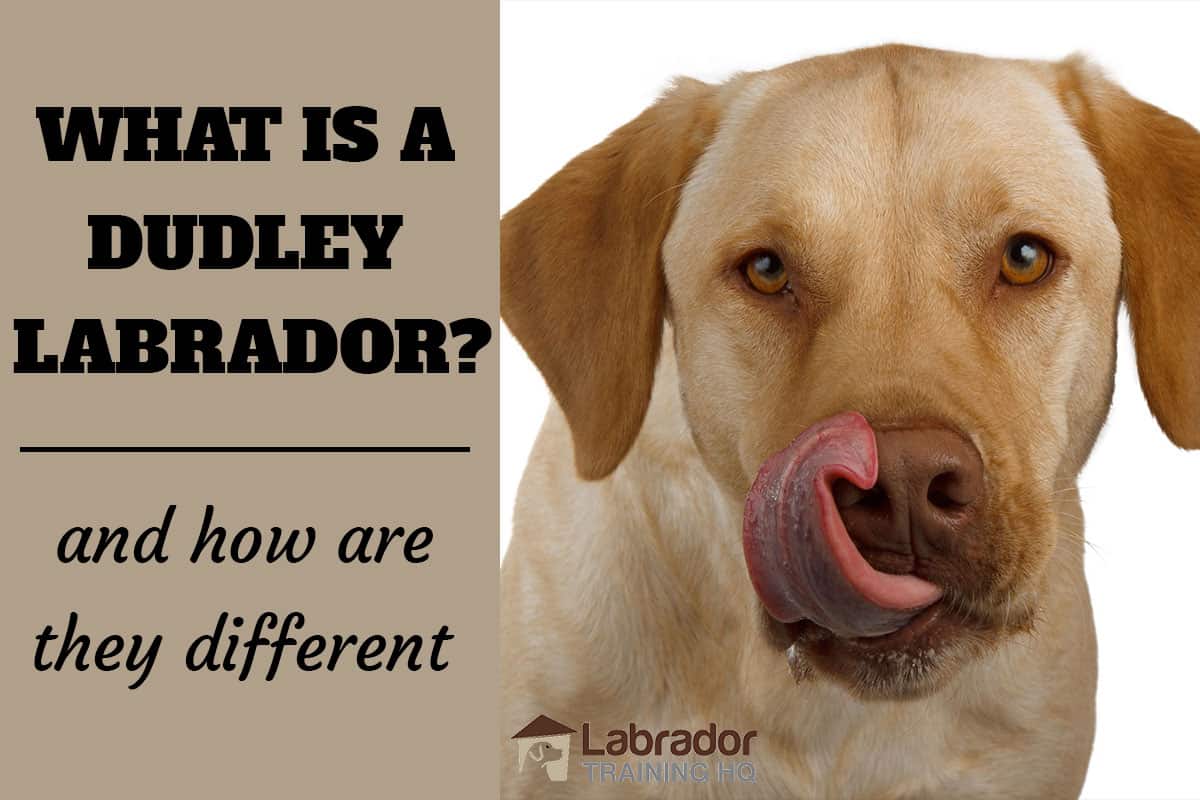 What Is A Dudley Labrador And How Are They Different Labradortraininghq