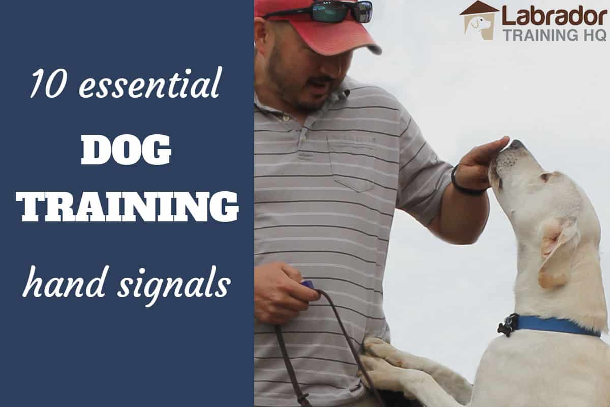 duck dog training hand signals
