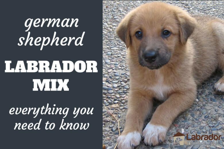 labrador shepherd mix