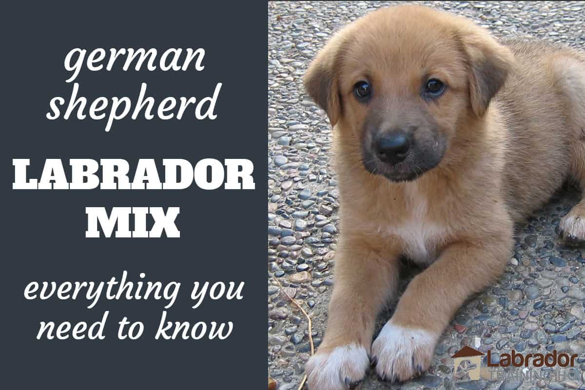 are german shepherd lab mixes good dogs