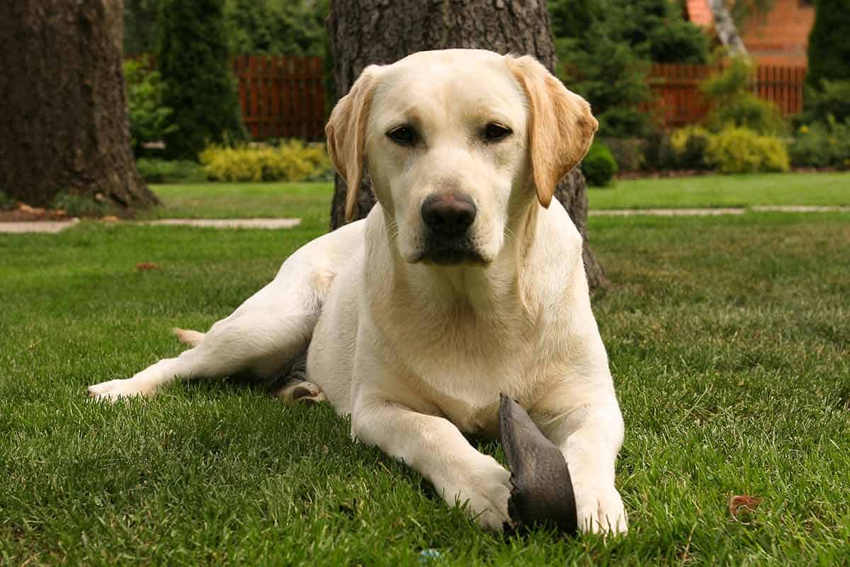 how old are female dogs when they go into heat