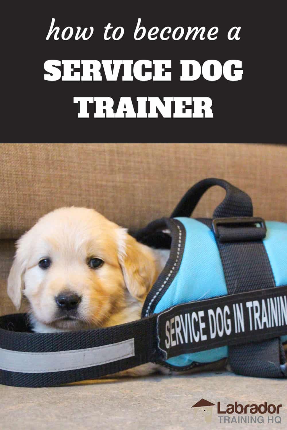 how-to-become-a-service-dog-trainer-labradortraininghq