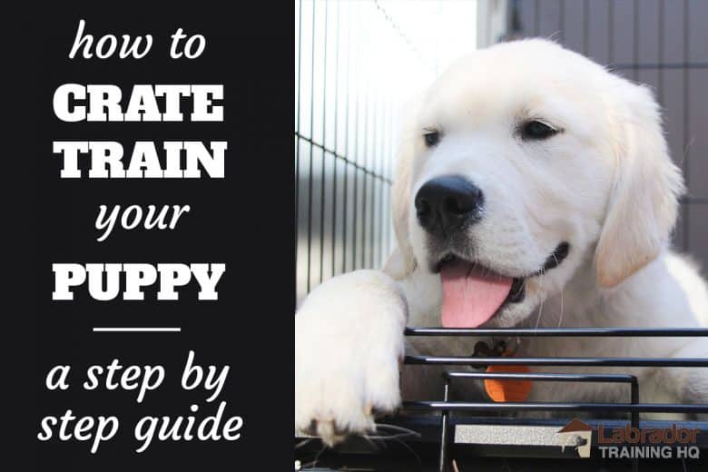 how to get your dog to like the crate