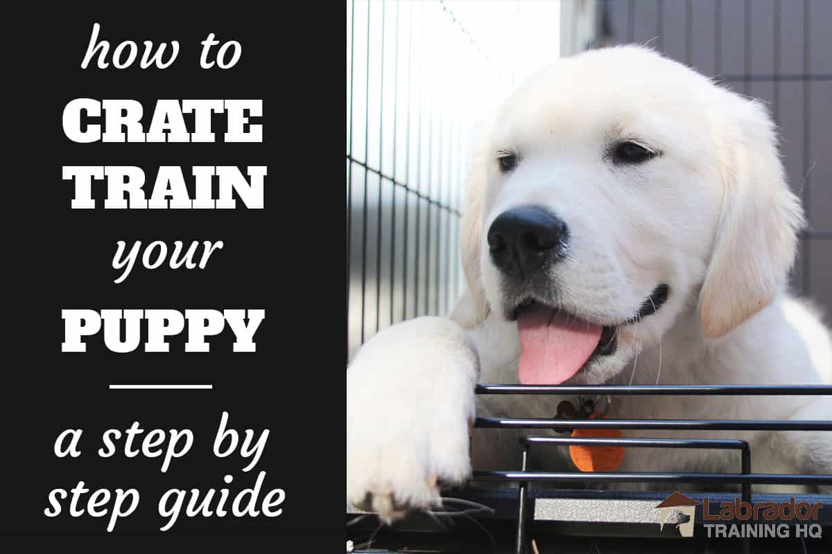 How To Crate Train a Puppy: Day, Night 