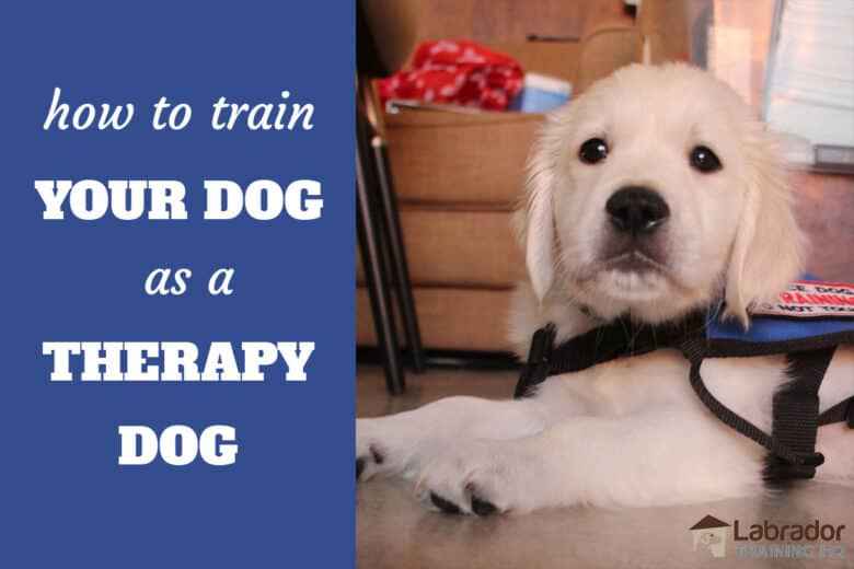 how-to-train-your-dog-as-a-therapy-dog-labradortraininghq