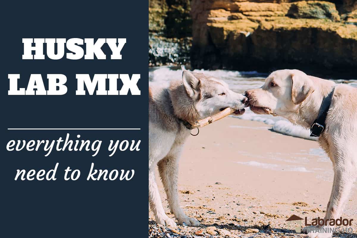 husky lab mix dog