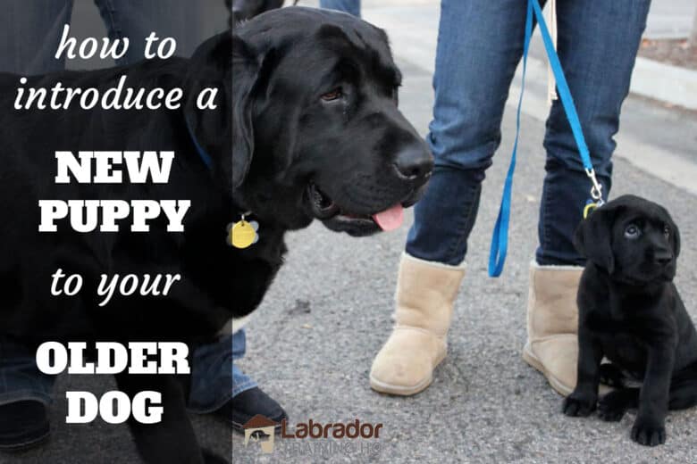 How to introduce an old dog to a new dog 3 Ways To Introduce A New Dog To Your Senior Dog Wikihow