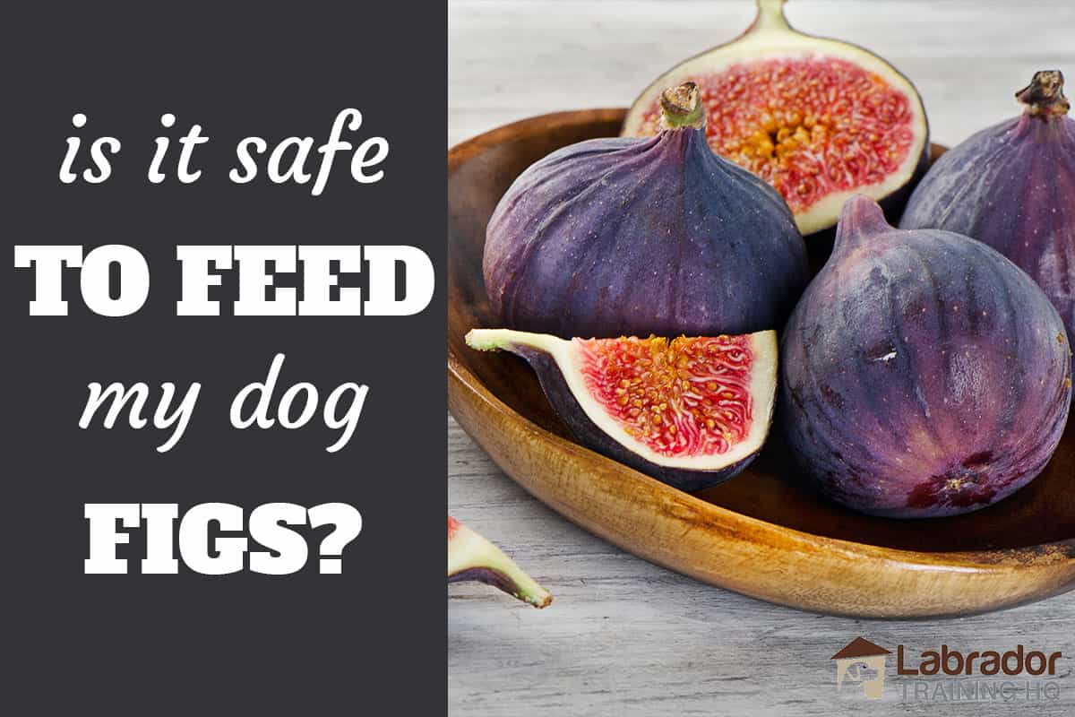 Is It Safe To Feed My Dog Figs