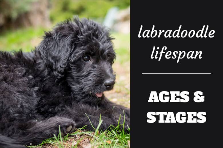 Labradoodle Lifespan And What To Expect At Each Life Stage Labradortraininghq