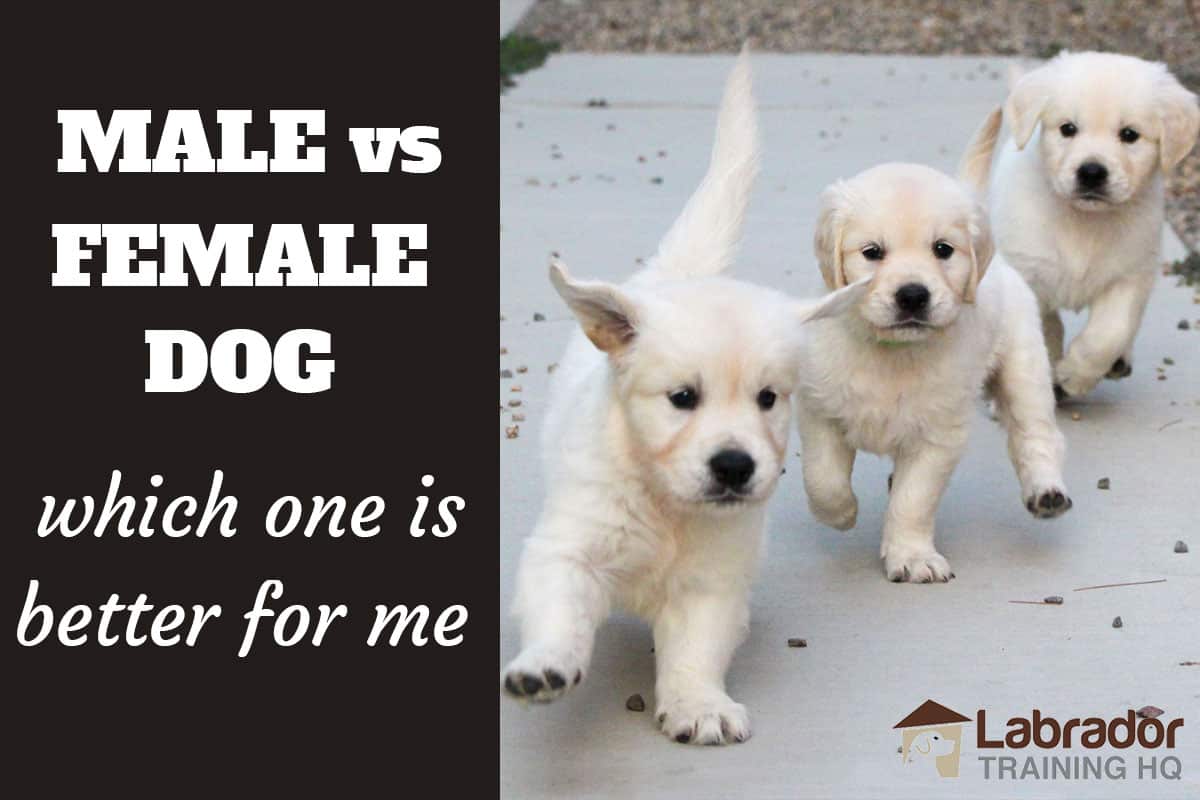 how to train male dogs