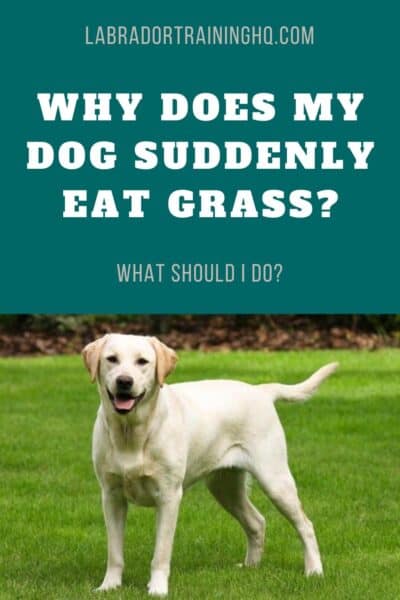 why does my dog like to eat grass so much