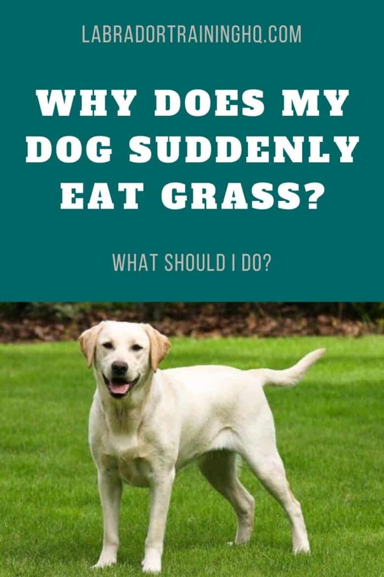 Why Does My Dog Suddenly Eat Grass? What Should I Do? - Yellow Labrador Retriever standing in a field of green grass.