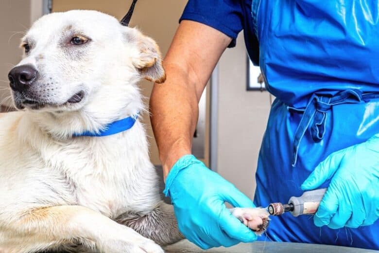 Lab mix getting his nails trimmed with a nail grinder.