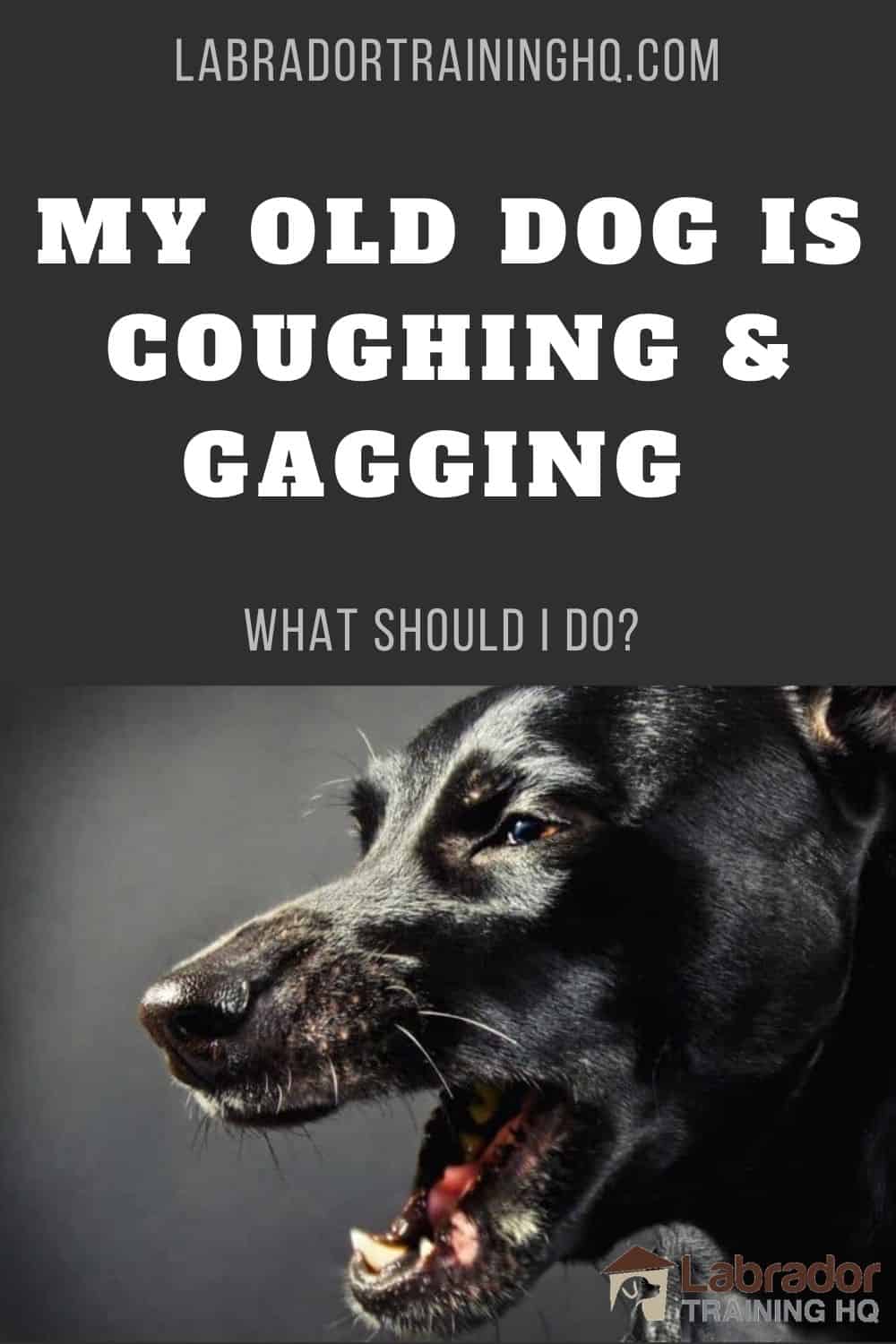 what-does-dog-lung-cancer-cough-sound-like-lung-cancer-symptoms