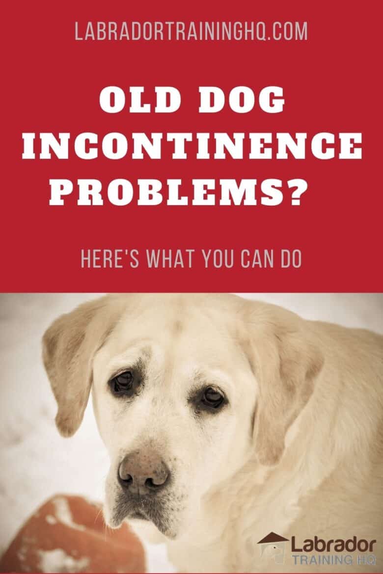 Old Dog Incontinence Problems? Here's What You Can Do - Yellow Lab looking back at the camera with sad eyes.