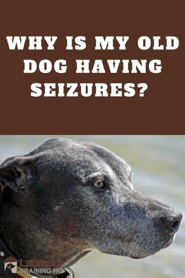 Why Is My Old Dog Having Seizures? - grey faced lab staring to the right.