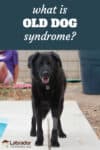 What Is Old Dog Syndrome And How To Treat It - LabradorTrainingHQ