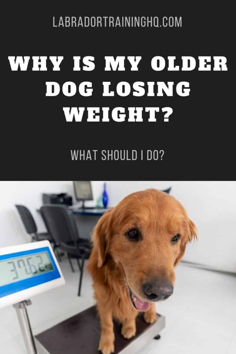 Why Is My Older Dog Losing Weight? - Golden Retriever sitting on scale to check his weight.