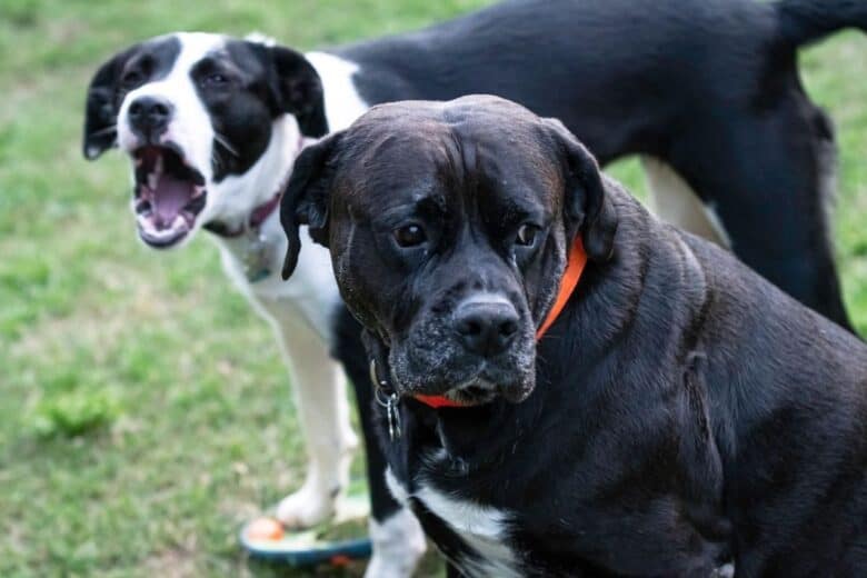 Older dog sitting with dog behind him barking