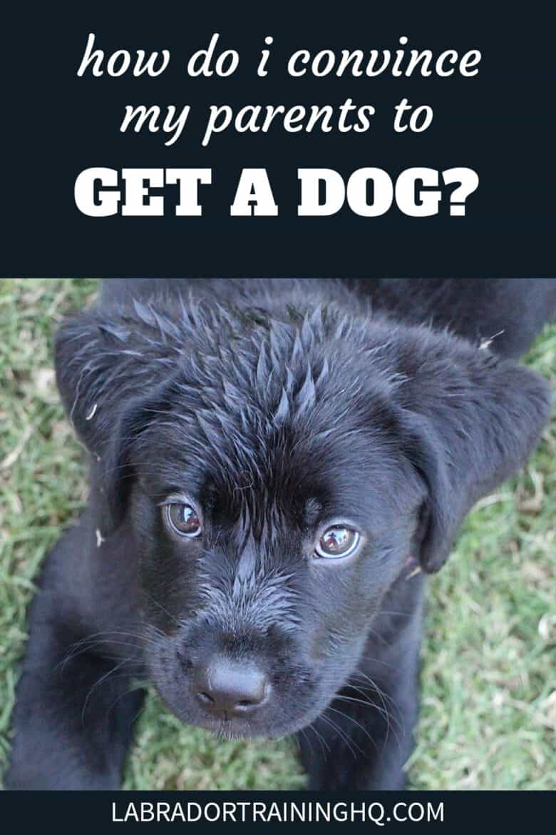 How Do I Convince My Parents To Get A Dog? - Black lab puppy staring up at the camera lying down on the grass with wet fur.