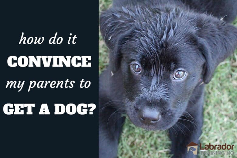 How Do I Convince My Parents To Get A Dog? - Black Labrador Retriever puppy with a wet face in the grass staring up.