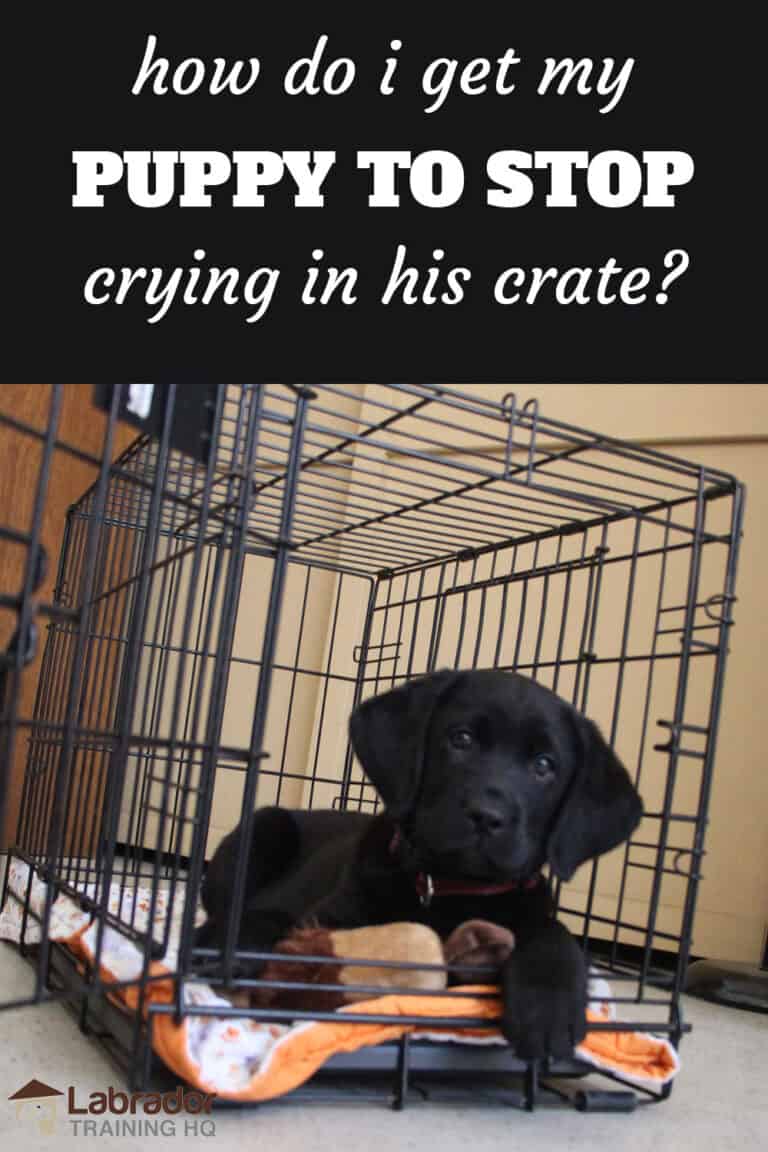 How Do I Get My Puppy To Stop Crying In His Crate At Night