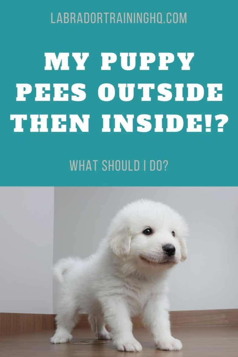 My Puppy Pees Outside then Inside? What Should I Do? - White fluffy pupy peeing on the floor.