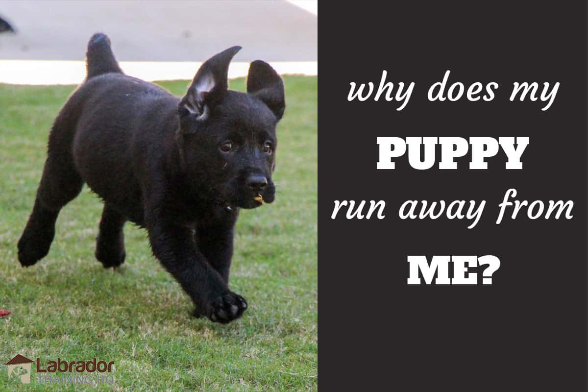 how do you stop your puppy from running from you