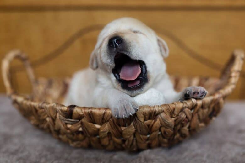 Baby white labrador retriever puppy yawning in a basket.