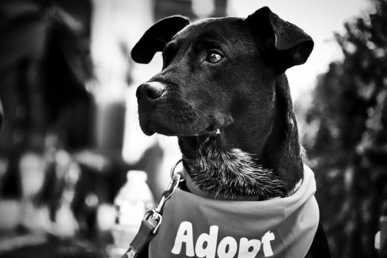 Black and white of a rescue dog wearing an "Adopt" bandana.