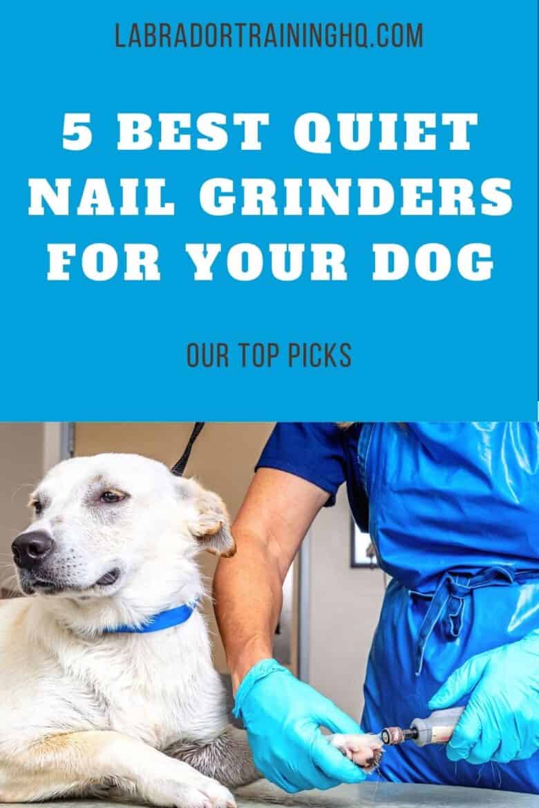 5 Best Quiet Nail Grinders For Your Dog - Our Top Picks - Yellow Lab mix gets his nails trimmed at the vets office.