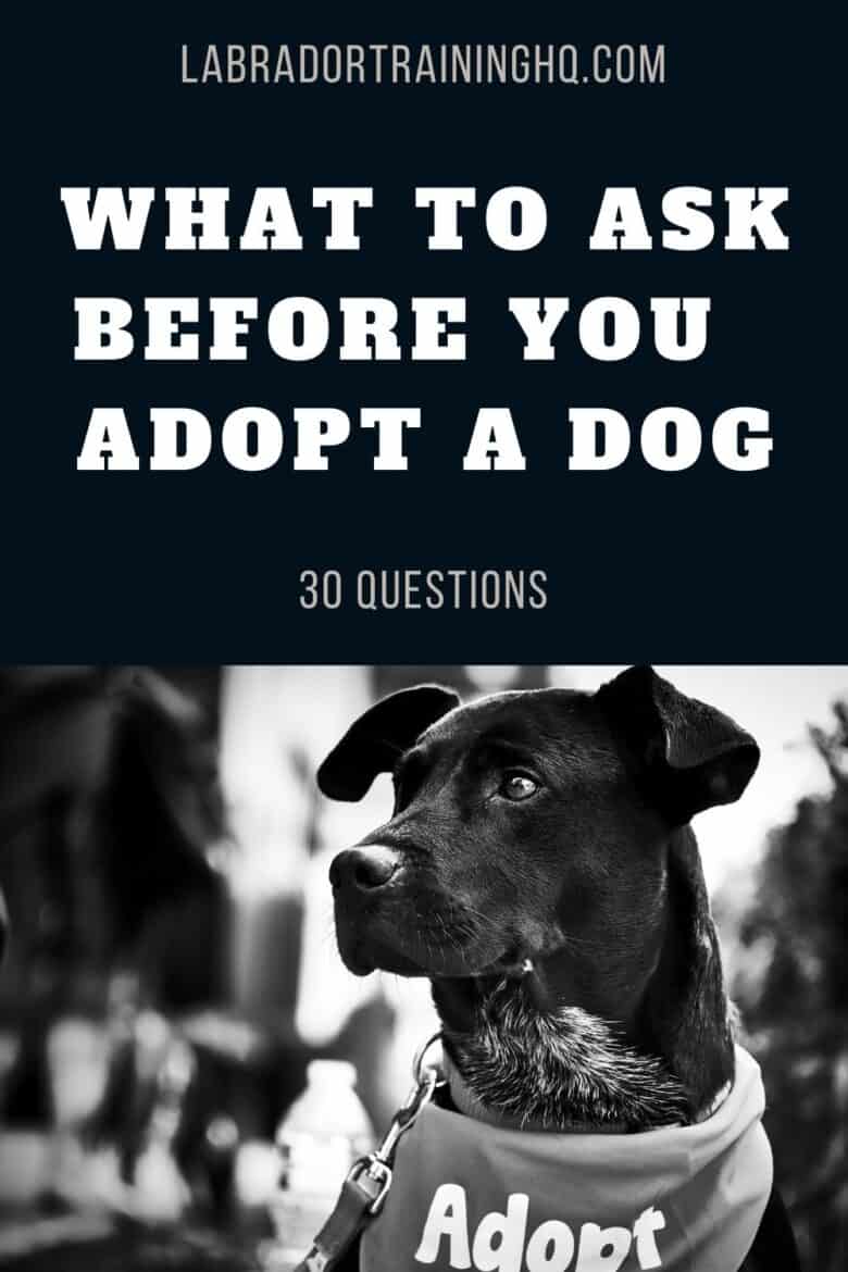 What To Ask Before You Adopt A Dog - 30 Questions - black dog wearing an "Adopt" bandana