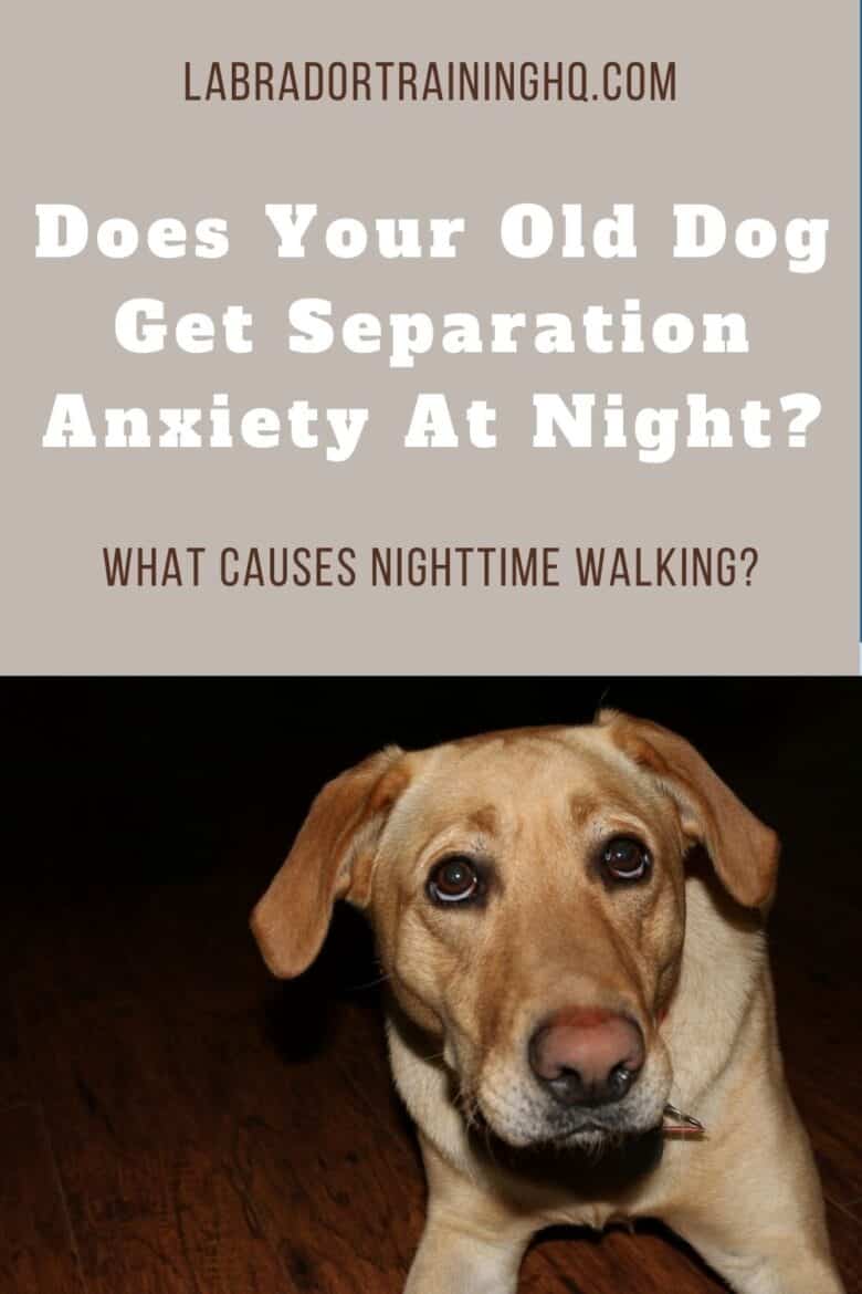 Does Your Old Dog Get Separation Anxiety At Night? - What Causes Nighttime Walking?  Yellow Lab looking up anxiously.