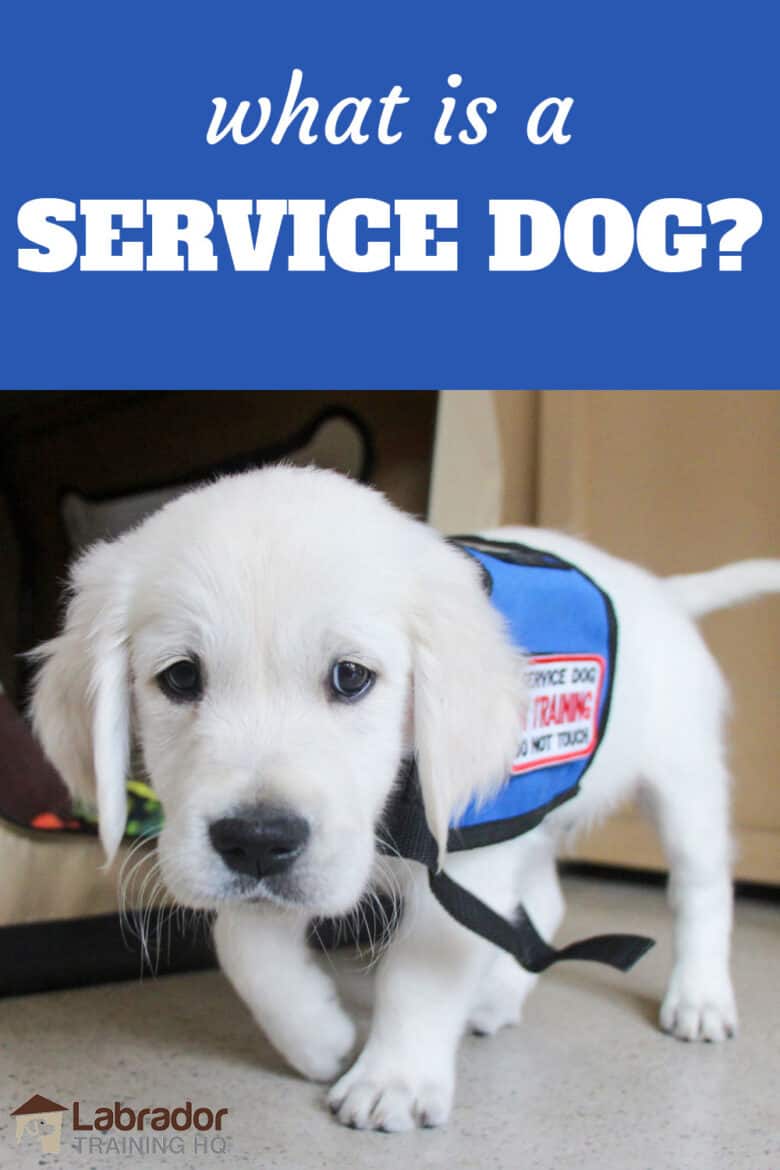 What Is A Service Dog? - Golden Retriever puppy walking towards camera wearing a puppy in training jacket.