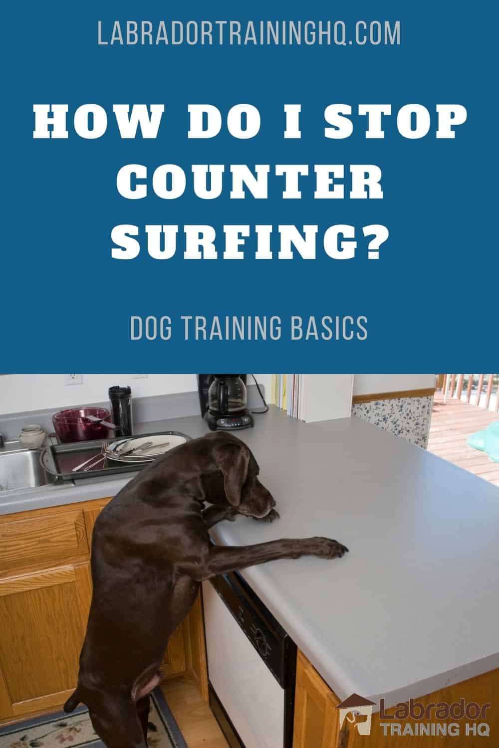 How Do I Stop My Dog From Counter Surfing? - LabradorTrainingHQ.com