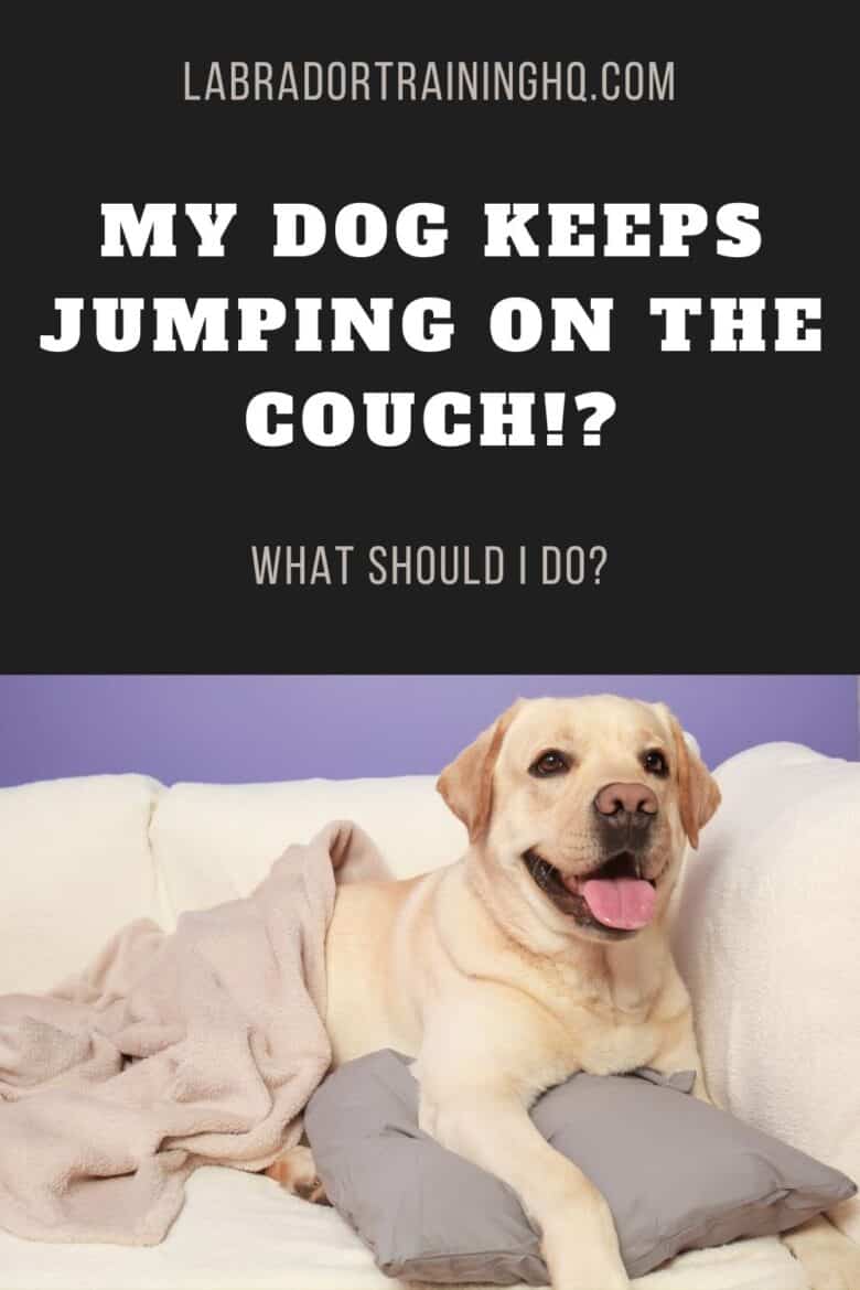 My Dog Keeps Jumping On The Couch!? What Should I Do? - Yellow Lab lying on the couch with blanket and pillow.