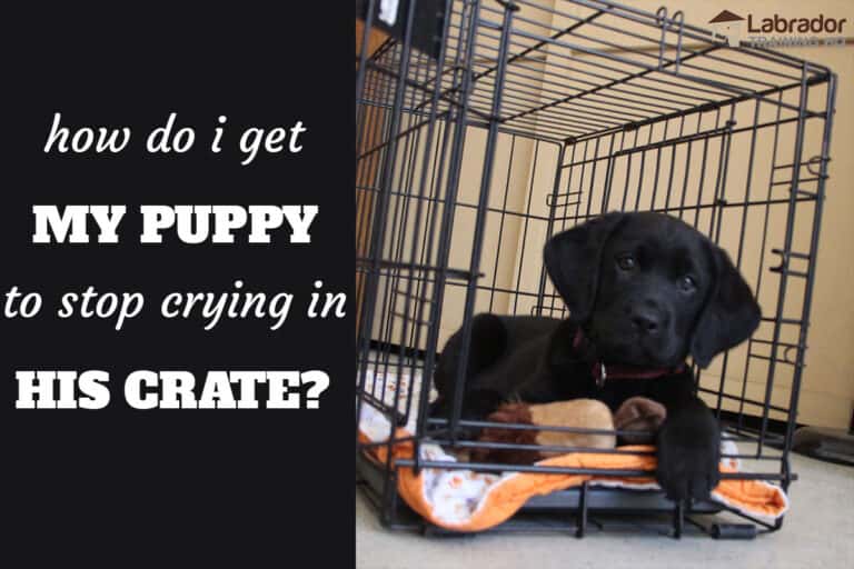 How Do I Get My Puppy To Stop Crying In His Crate At Night ...