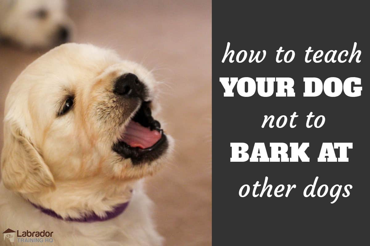 how to stop dog lunging and barking at other dogs
