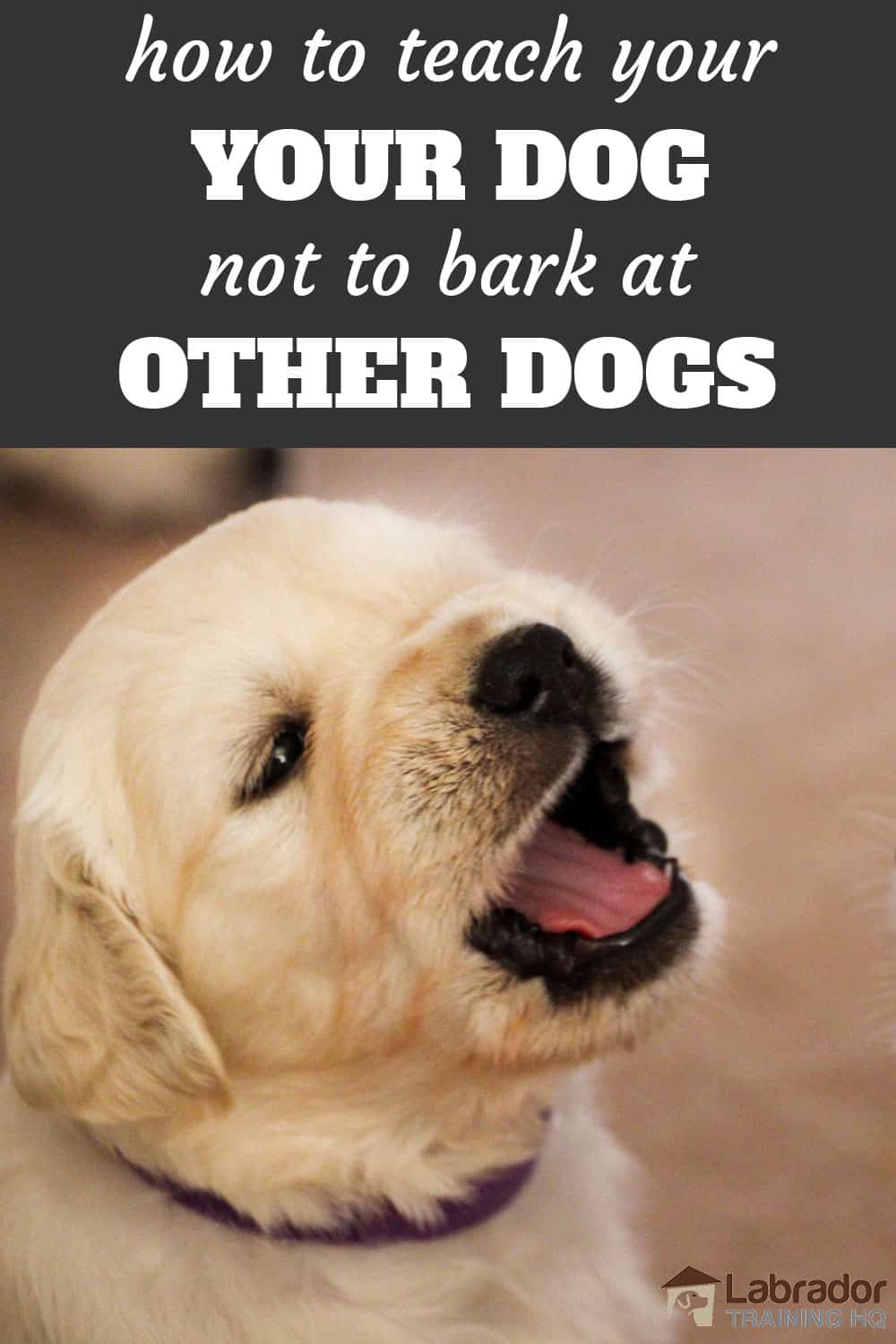 How To Teach Your Dog Not To Bark At Other Dogs