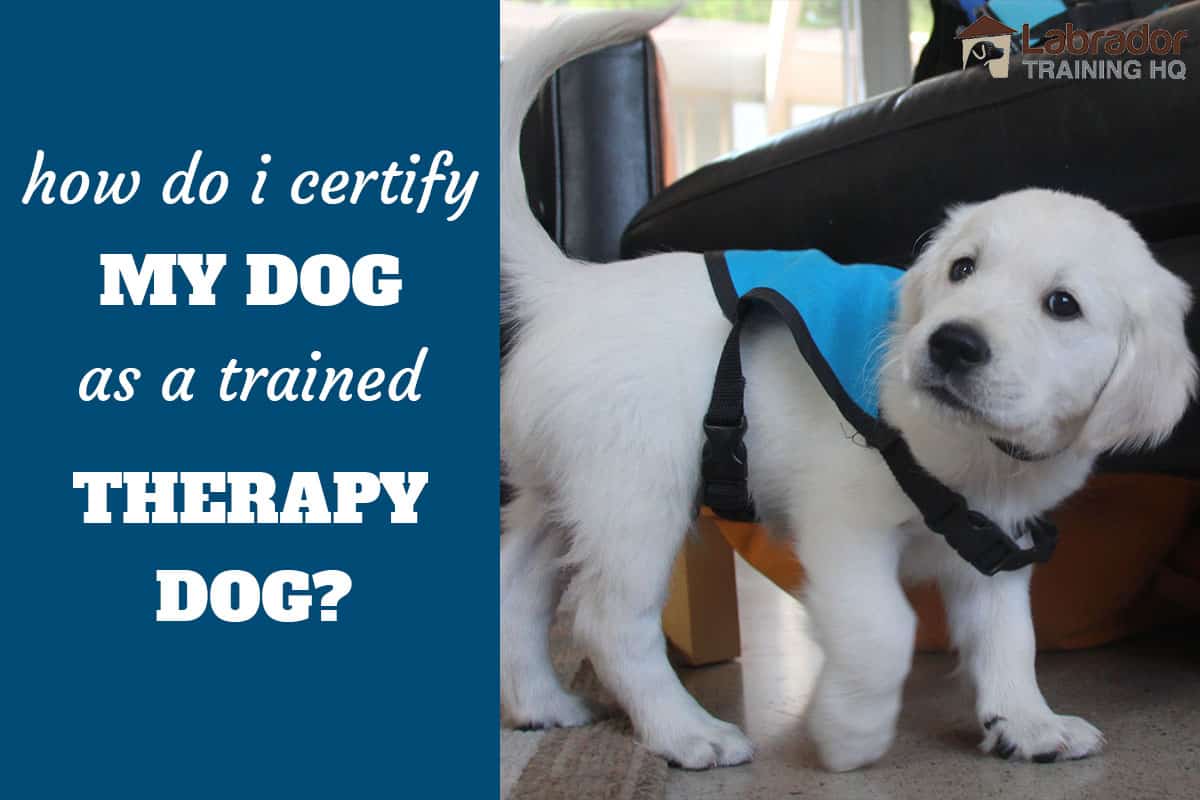 how does a dog become a therapy dog