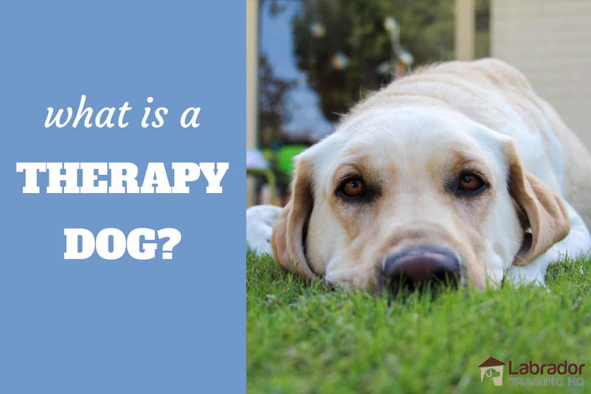 how to train dog as a therapy dog