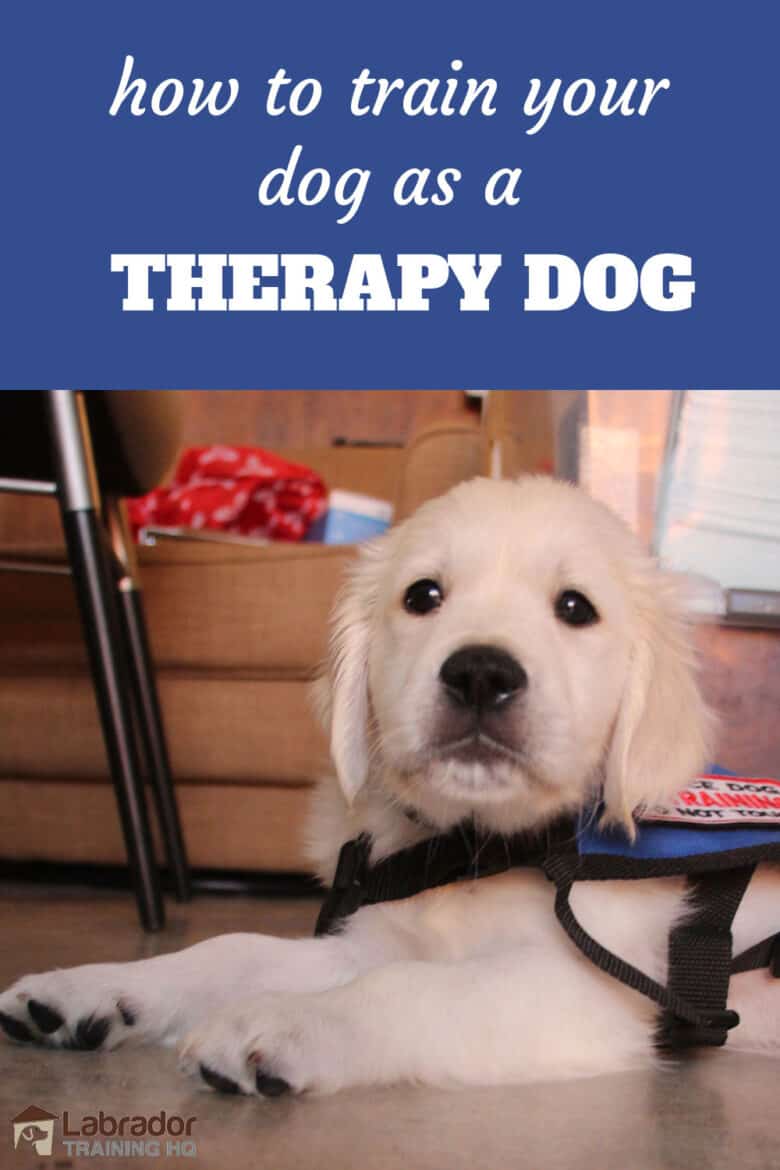 therapy-dog-training-780x1170.jpg