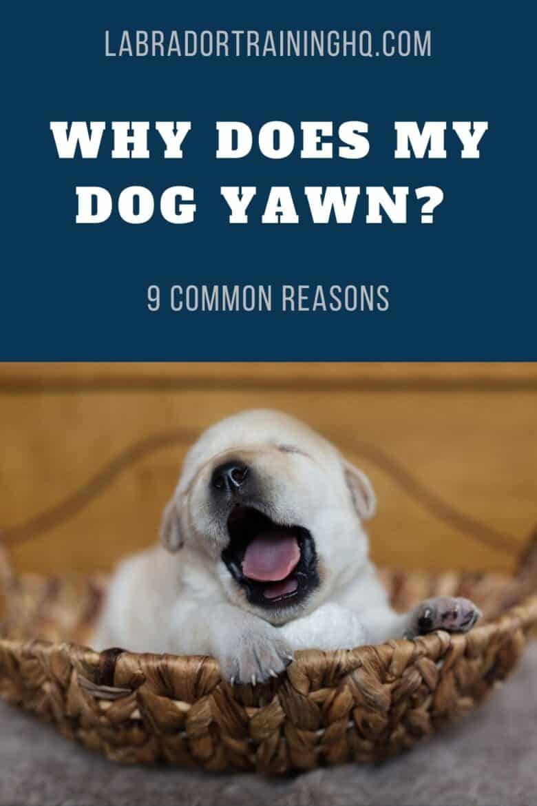 Why Does My Dog Yawn? - baby yellow labrador retriever puppy yawning in a basket.